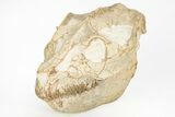 Exquisite Fossil Oreodont (Leptauchenia) Skull - South Dakota #217189-2
